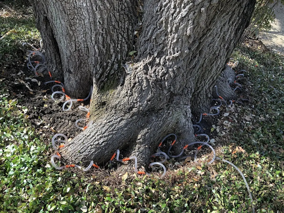 Detailed Tree Cabling and Bracing job site in Morton Grove