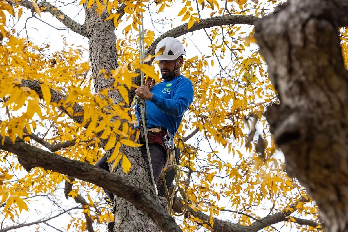 Skilled Tree Pruning crew working in Morton Grove