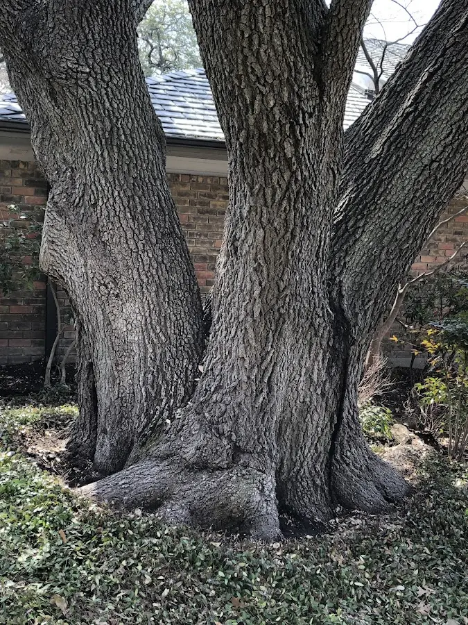 Mature heritage tree close to a Morton Grove property cared for by certified arborists