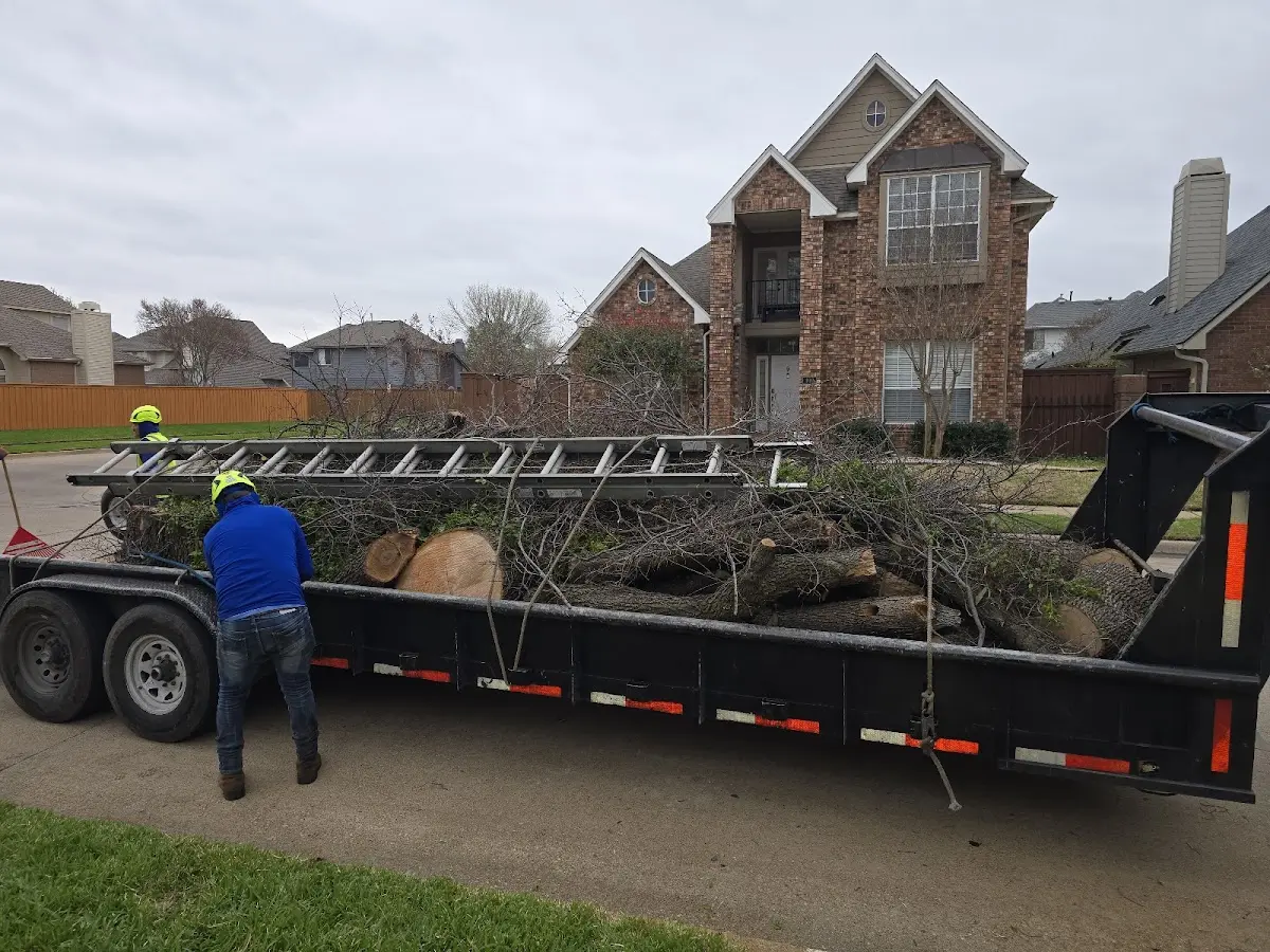Expert Tree Pest Control with proper safety equipment in Morton Grove